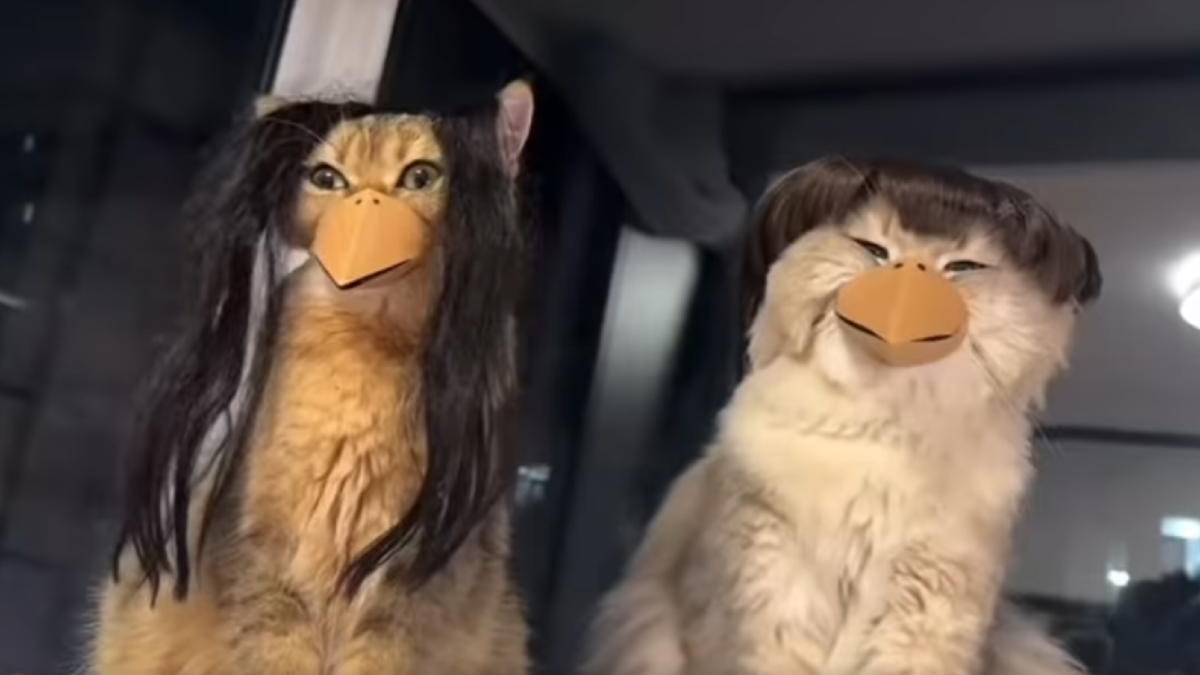 Коты в костюмах на Хэллоуин